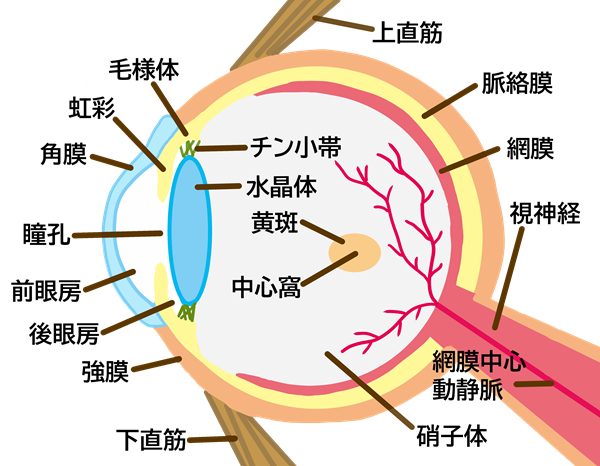 加齢黄斑変性とは