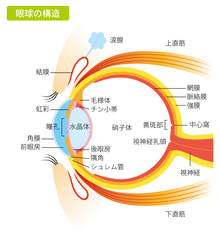 まぶしいときに異常が考えられる眼の部位